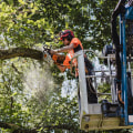 From Chainsaws To Chippers: How Winter Park Tree Services Use Equipment To Enhance Your Landscape