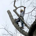 Essential Equipment For Professional Tree Removal In Louisville: What You Need To Know