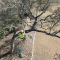 How The Right Tree Service Equipment Ensures Quality Tree Care In Greater Austin