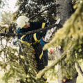 Transform Your Yard: The Benefits Of Hiring A Tree Trimming Service With Top-Notch Tree Service Equipment In Portland