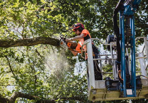 From Chainsaws To Chippers: How Winter Park Tree Services Use Equipment To Enhance Your Landscape