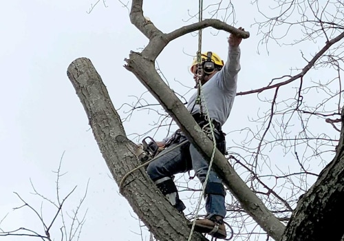 Essential Equipment For Professional Tree Removal In Louisville: What You Need To Know