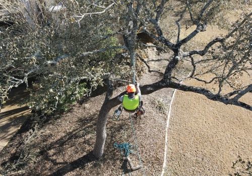 How The Right Tree Service Equipment Ensures Quality Tree Care In Greater Austin