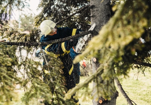 Transform Your Yard: The Benefits Of Hiring A Tree Trimming Service With Top-Notch Tree Service Equipment In Portland